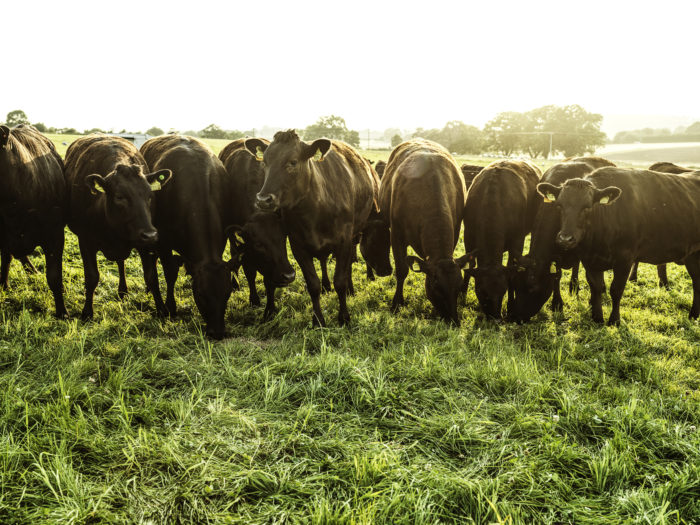 Marbling Score of Wyndford Wagyu Beef Explained: A Mark of Unmatched  Quality - Wyndford Wagyu