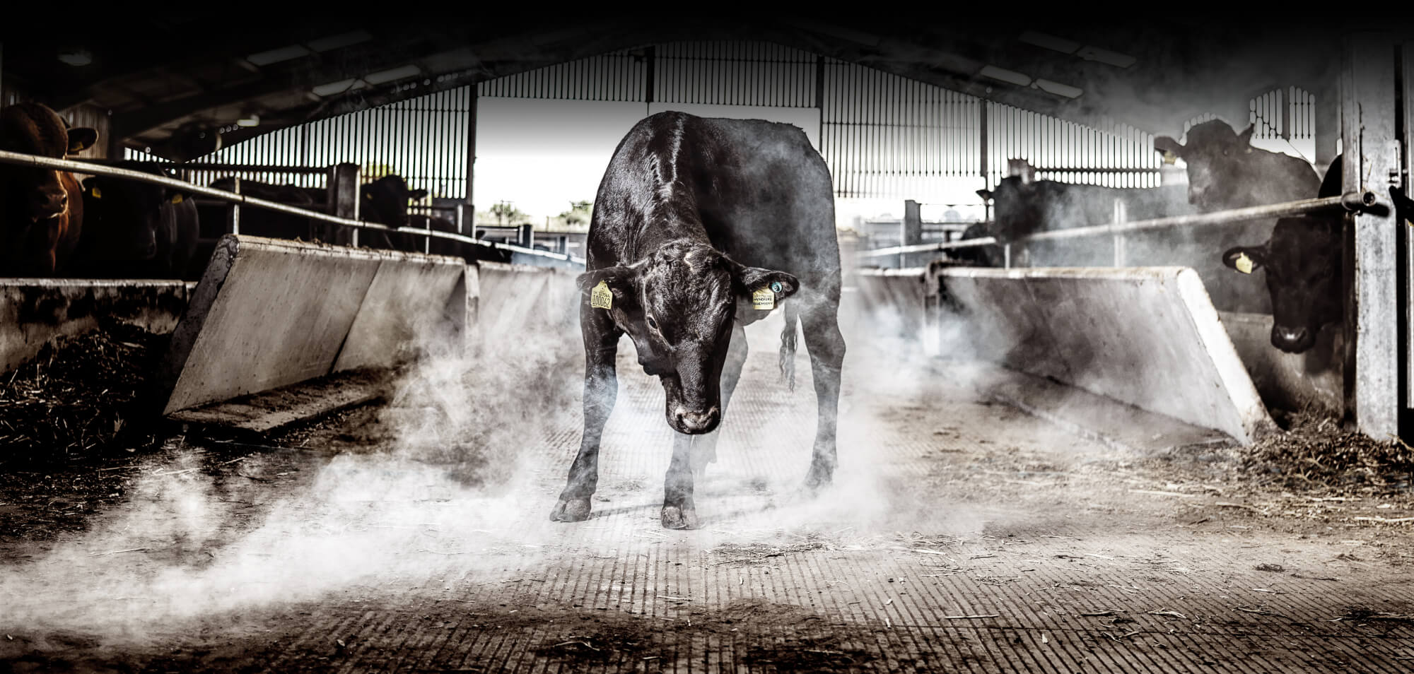 Bull in a barn