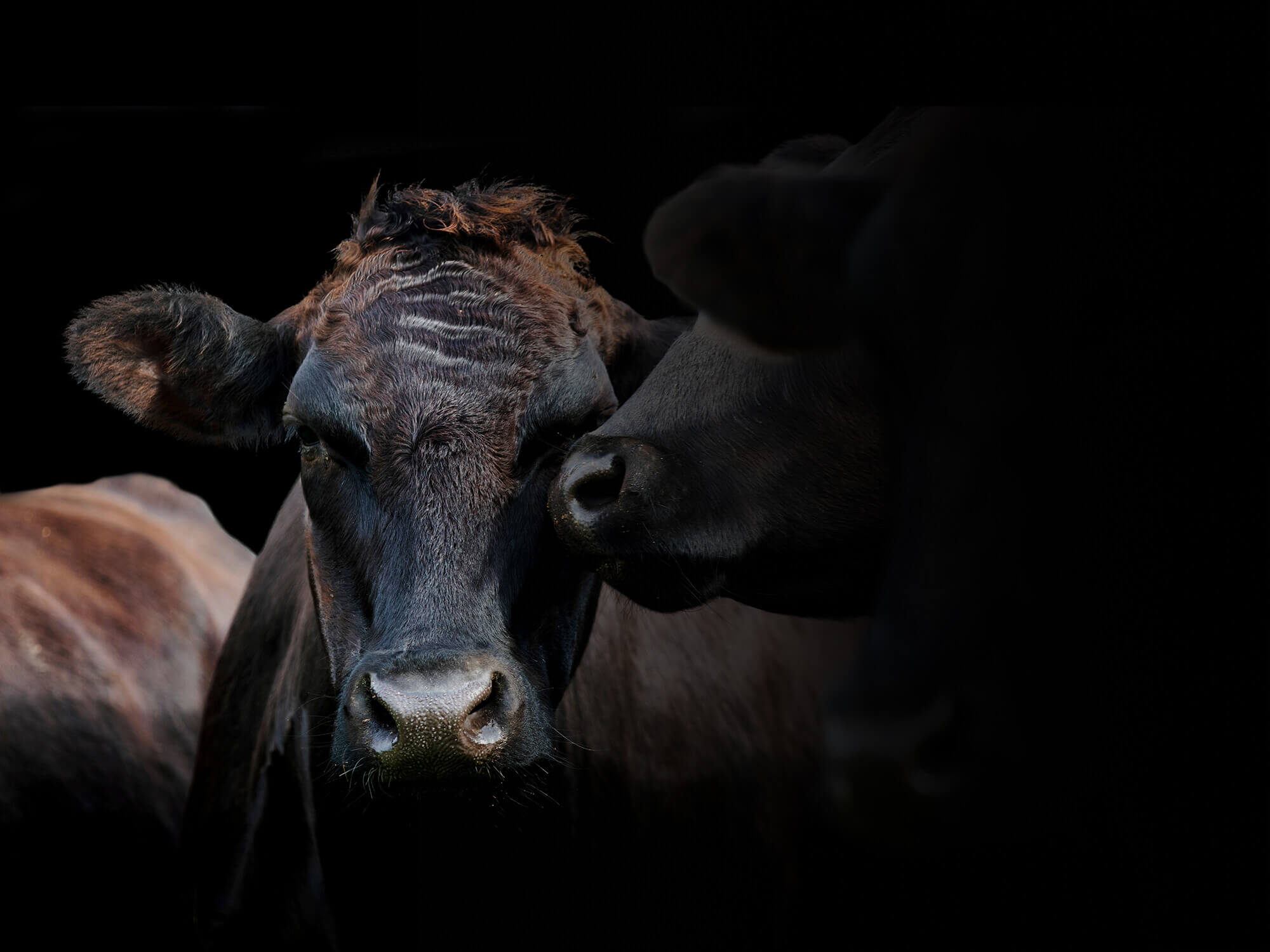 Dark moody photo of a cow