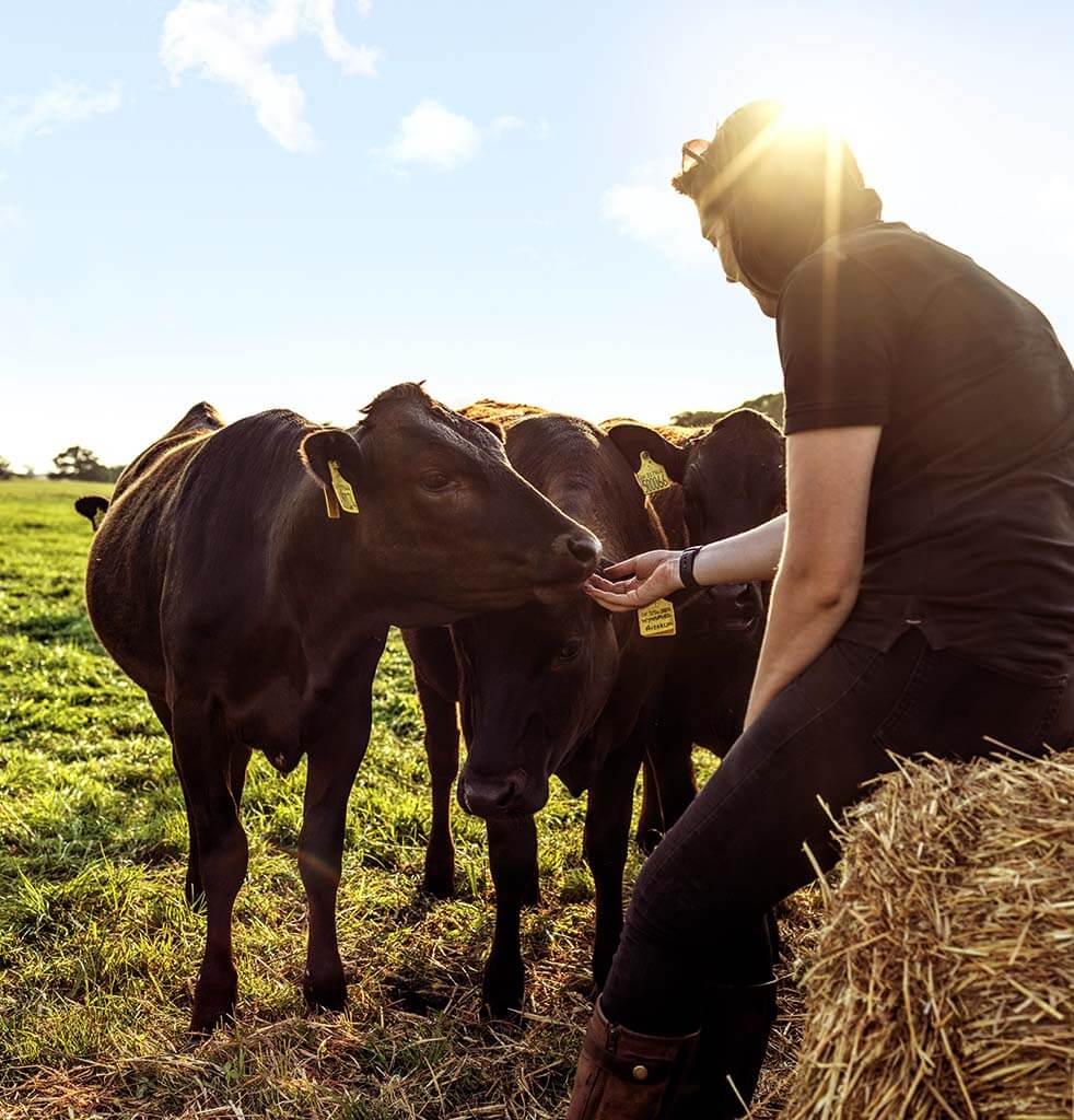 Jess from Wyndford Wagyu feeding cows