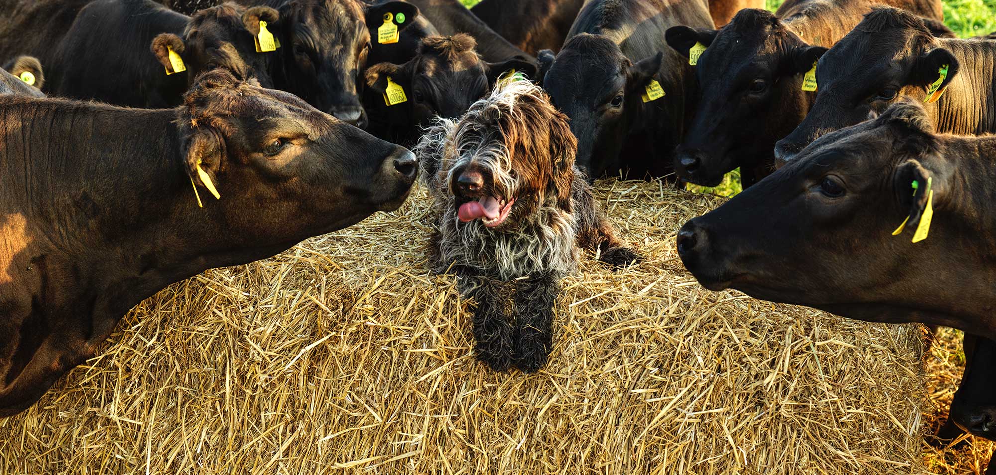 Wyndford cows and dog